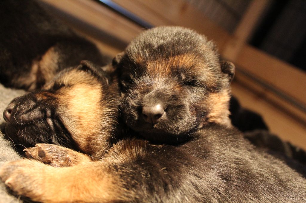 de la Saviotine - Chiot disponible  - Berger Allemand