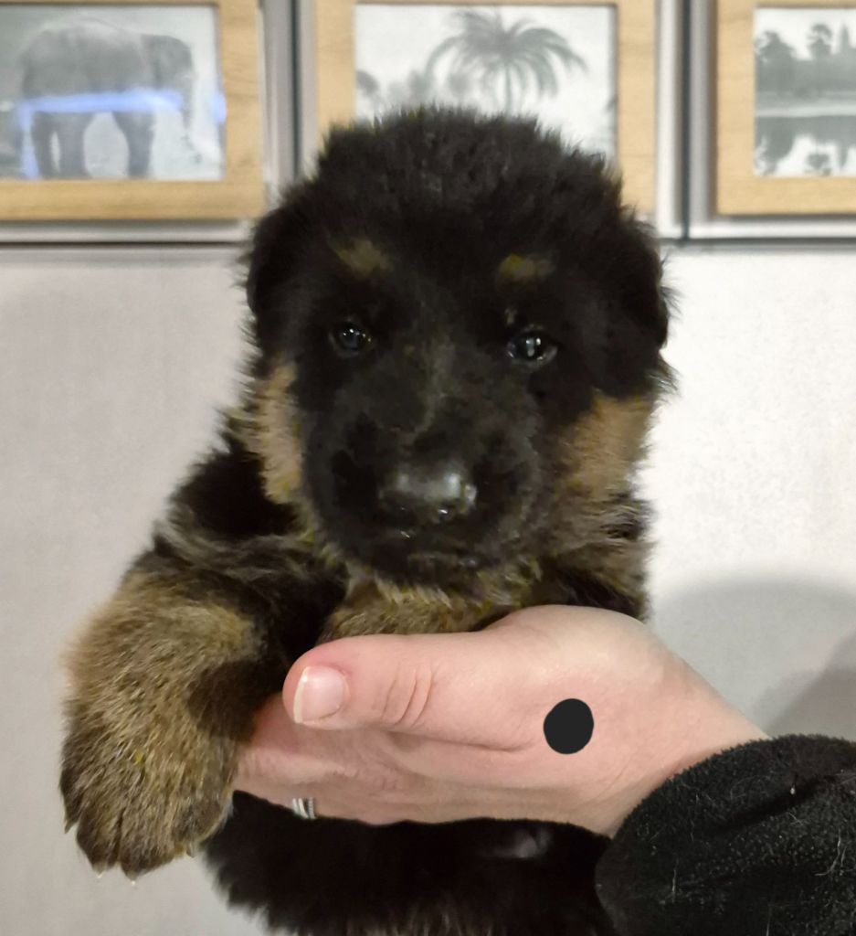 de la Saviotine - Chiot disponible  - Berger Allemand