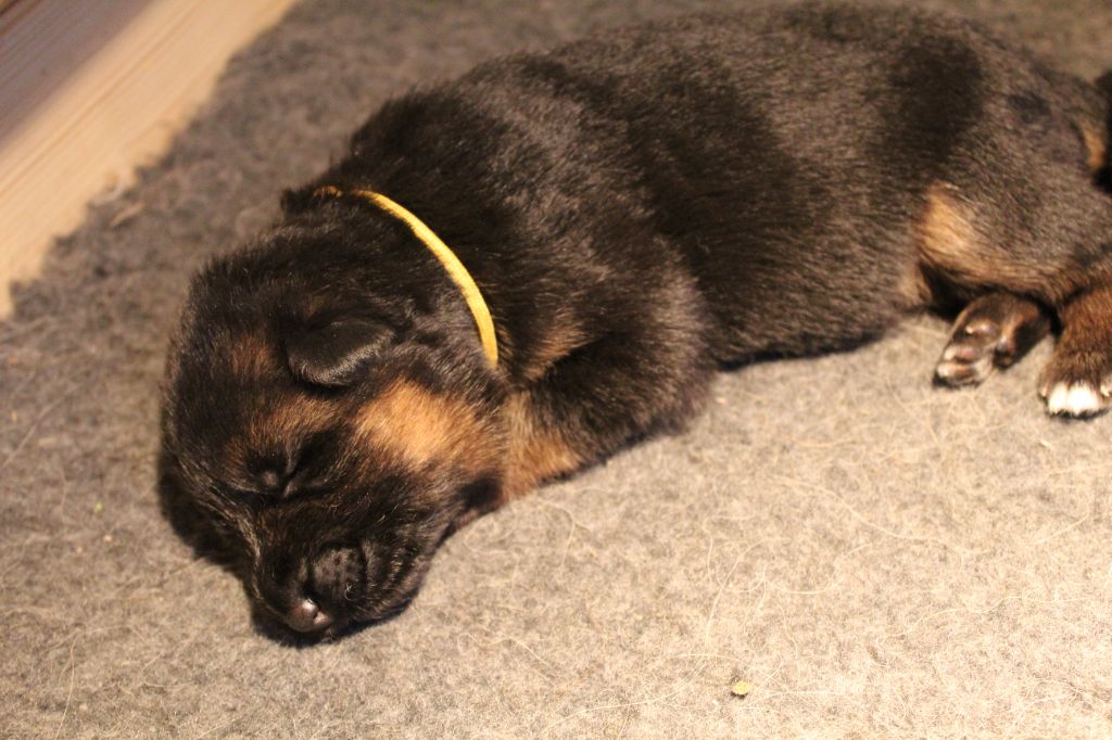 de la Saviotine - Chiot disponible  - Berger Allemand