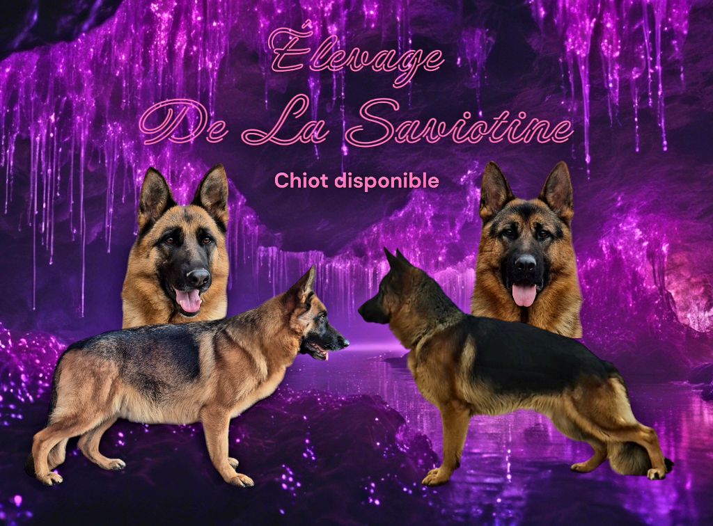 chiot Berger Allemand de la Saviotine