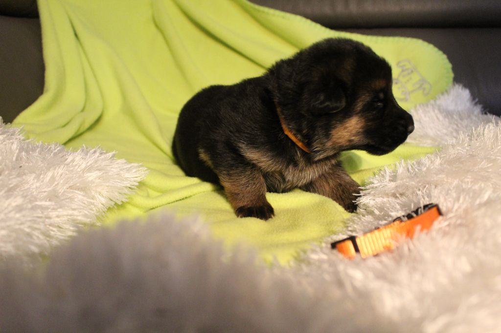 de la Saviotine - Chiot disponible  - Berger Allemand