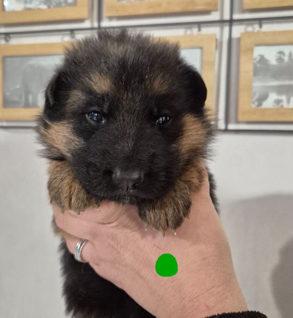 de la Saviotine - Chiot disponible  - Berger Allemand