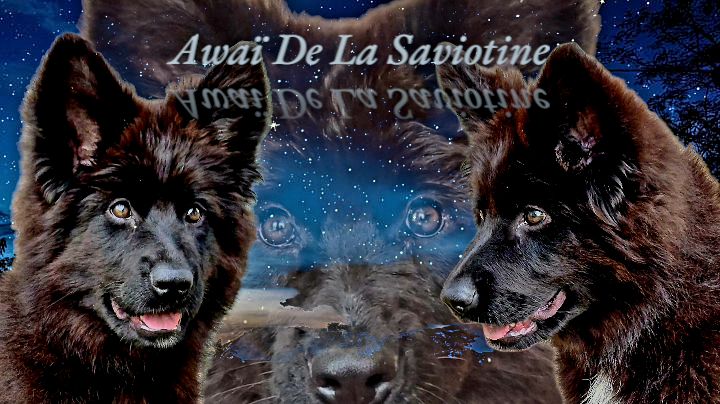 Awai de la Saviotine