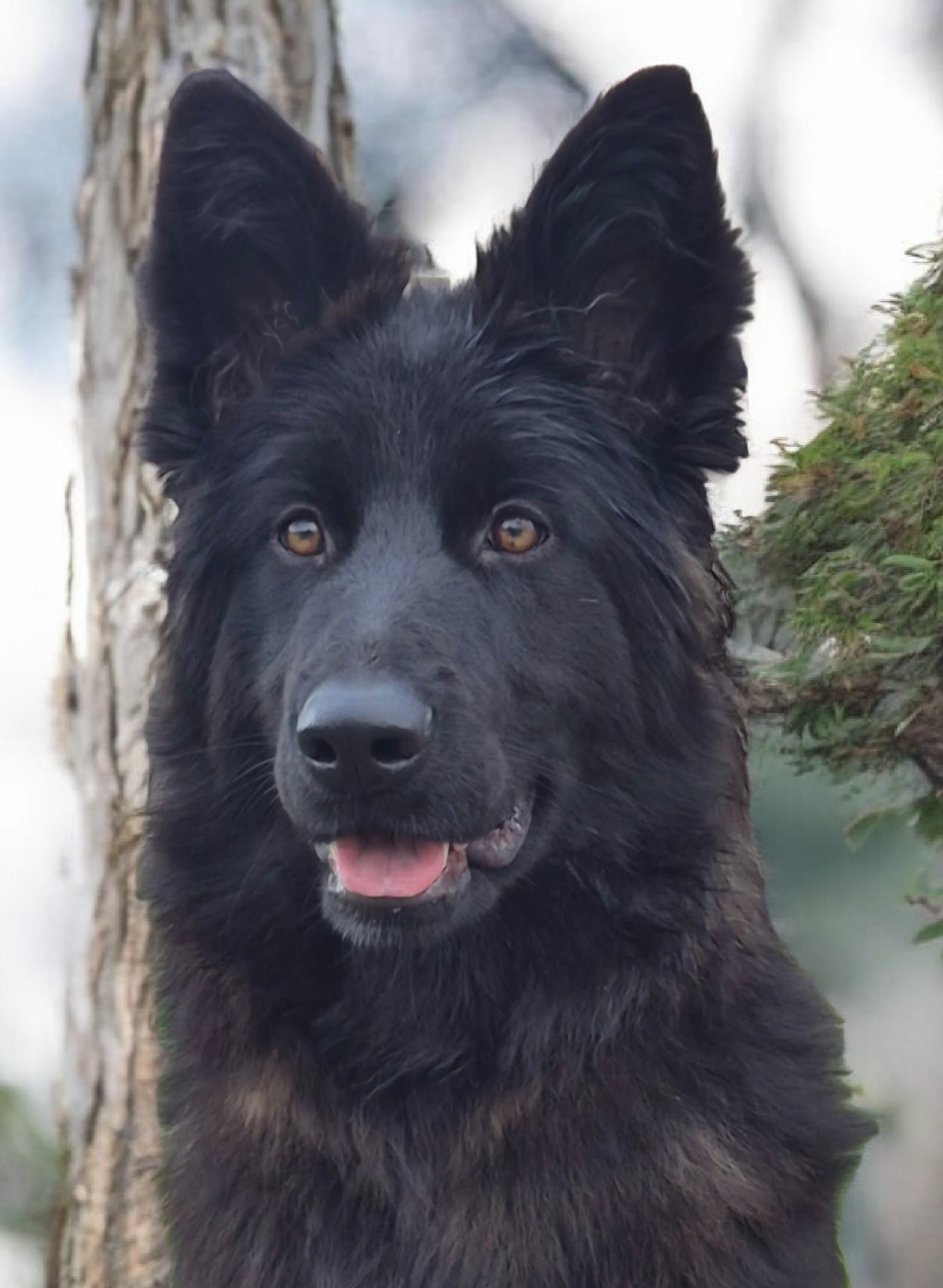 Awai de la Saviotine