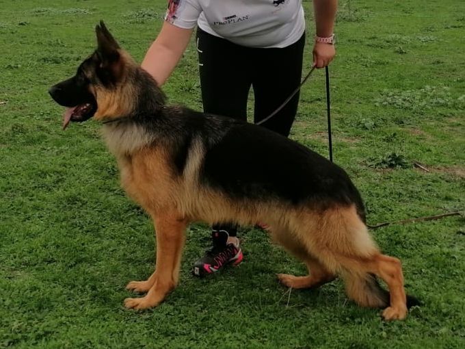 Xara haus golden phénix