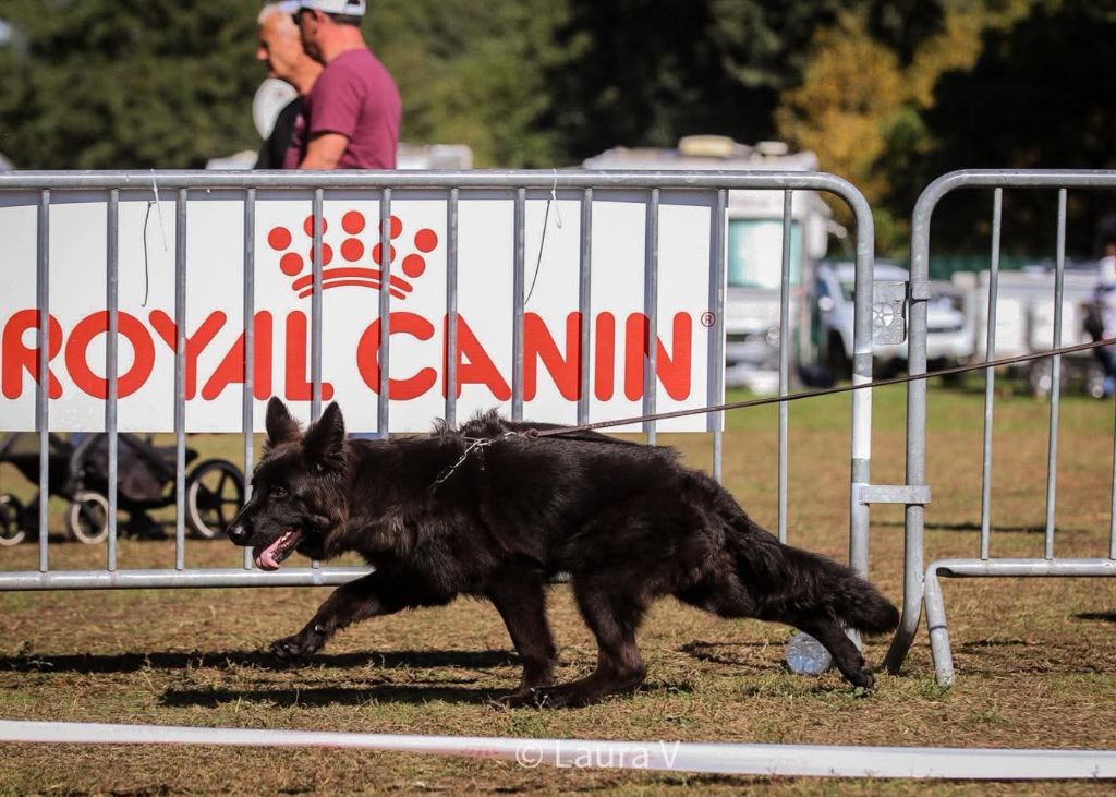 Awai de la Saviotine