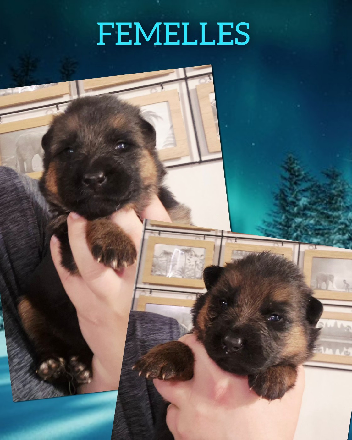 de la Saviotine - Chiots disponibles - Berger Allemand