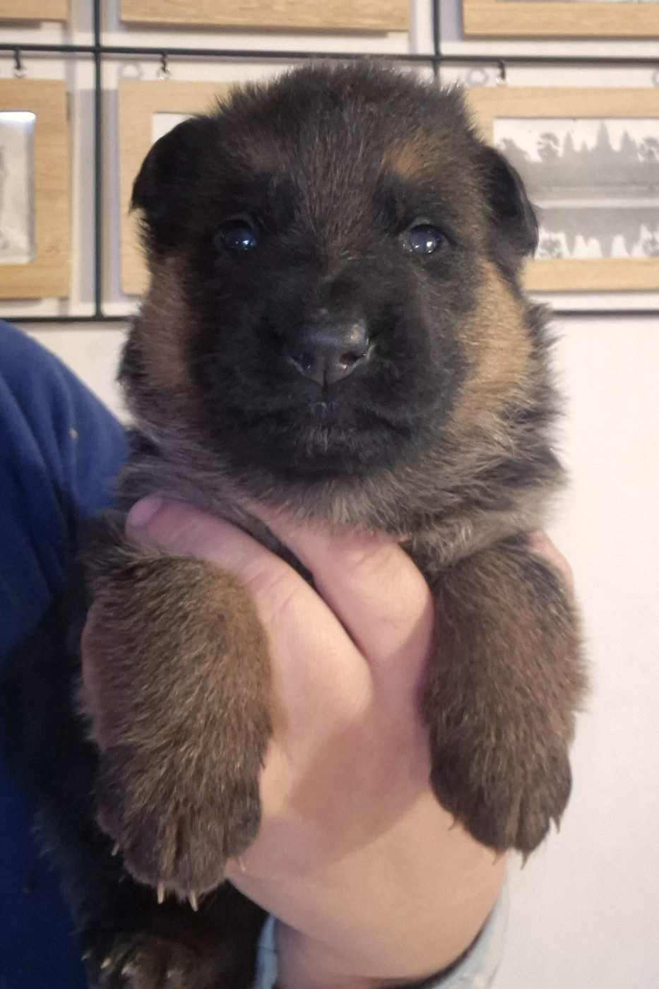 de la Saviotine - Chiots disponibles - Berger Allemand
