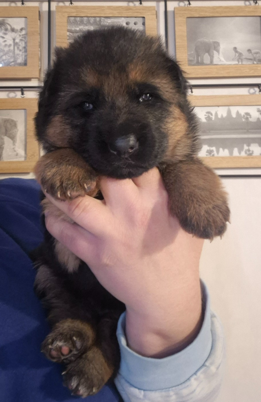de la Saviotine - Chiots disponibles - Berger Allemand