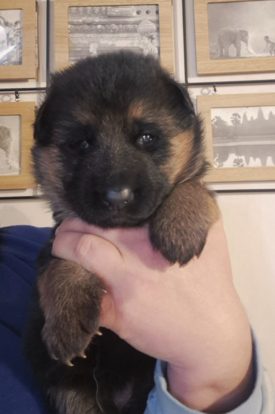 de la Saviotine - Chiots disponibles - Berger Allemand