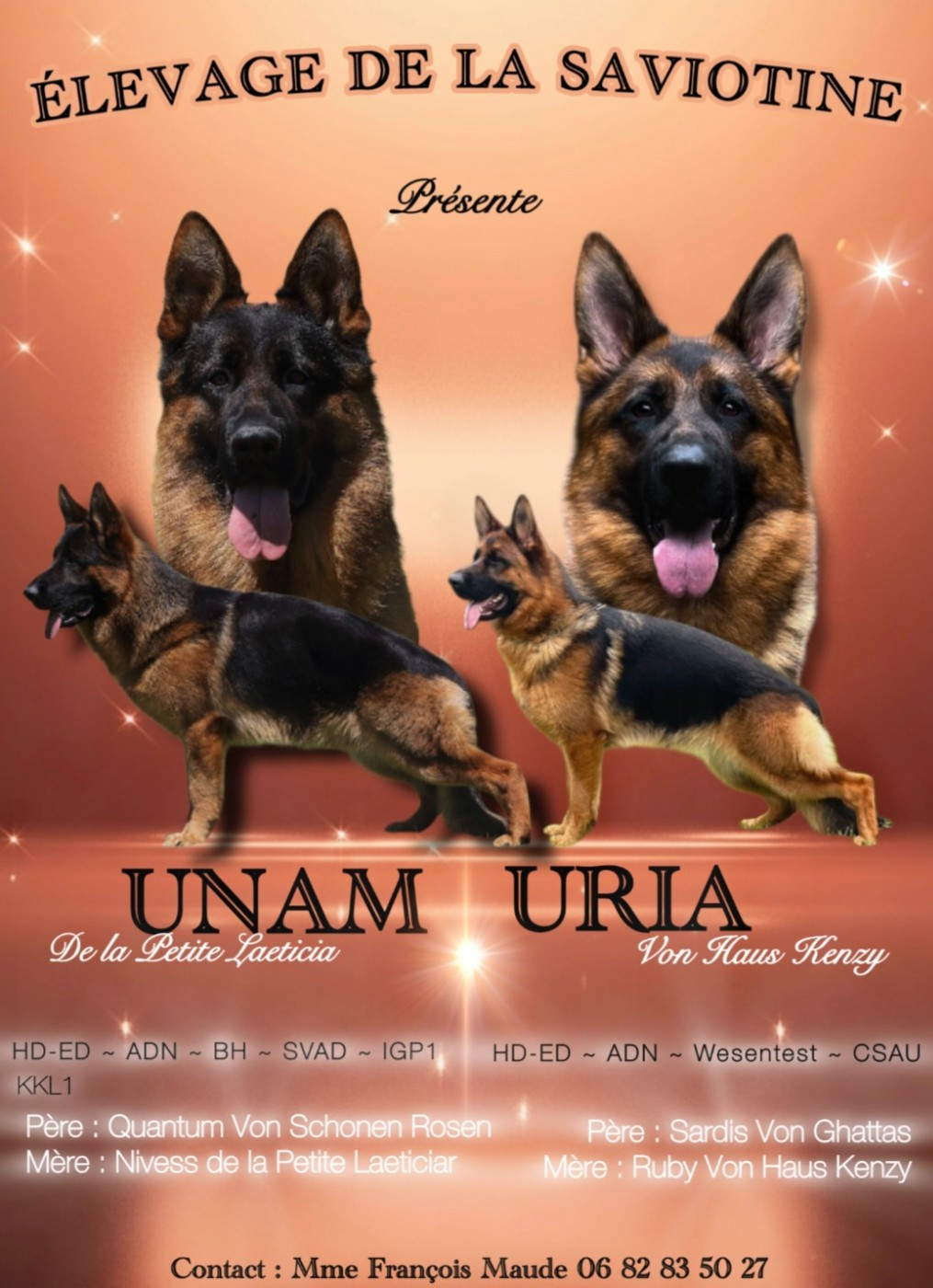 de la Saviotine - Chiots disponibles - Berger Allemand