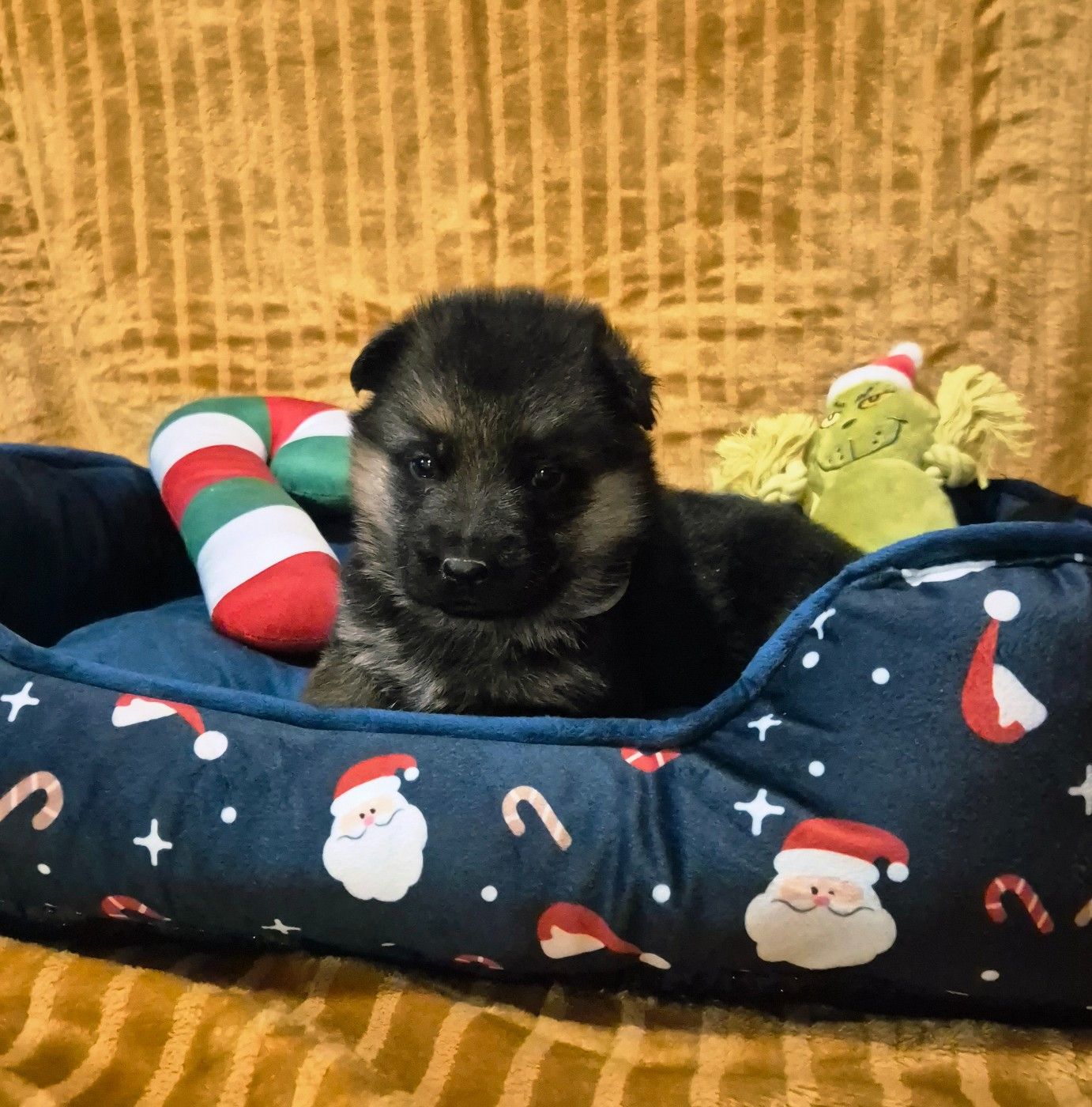 de la Saviotine - Chiots disponibles - Berger Allemand