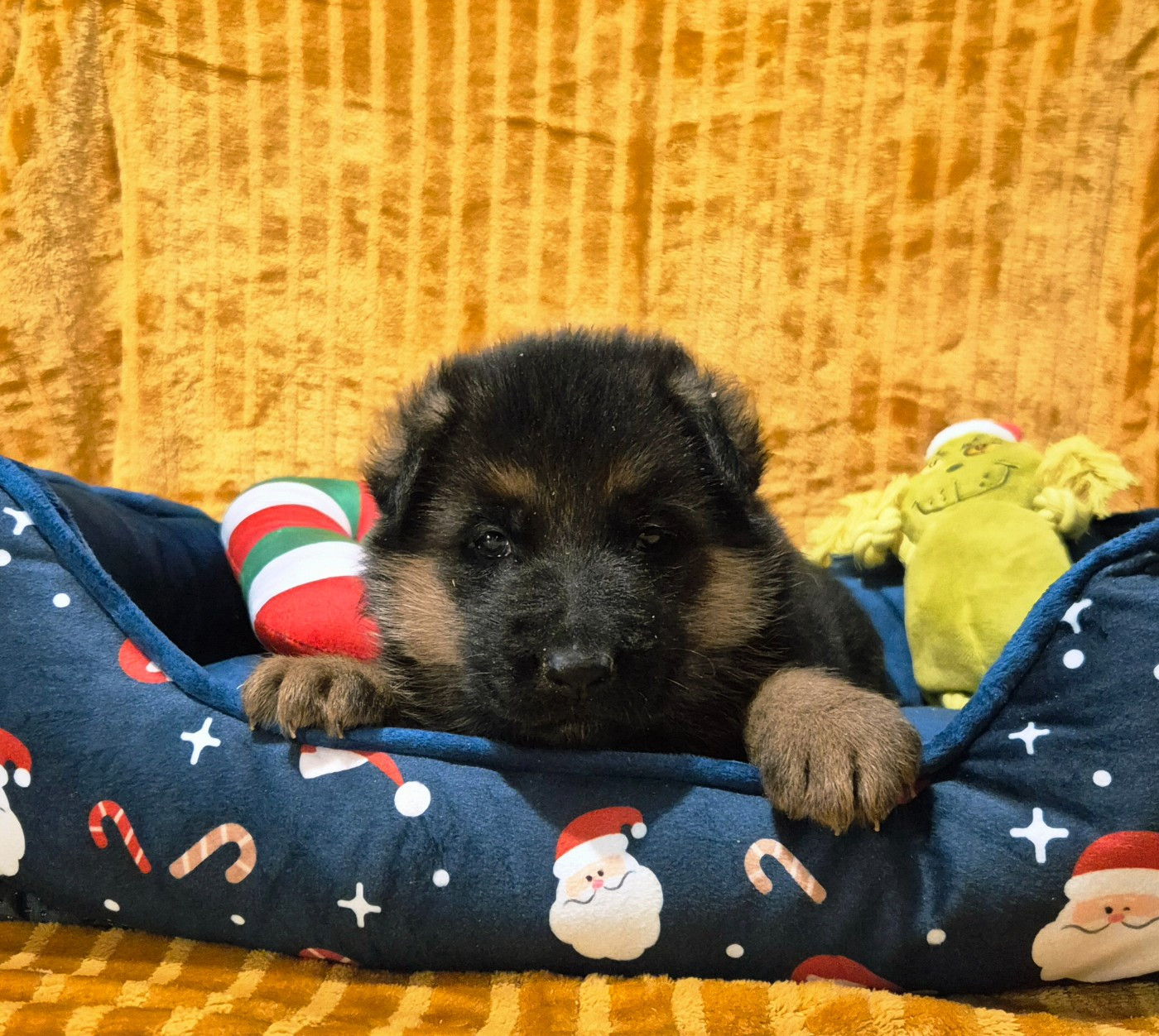 de la Saviotine - Chiots disponibles - Berger Allemand