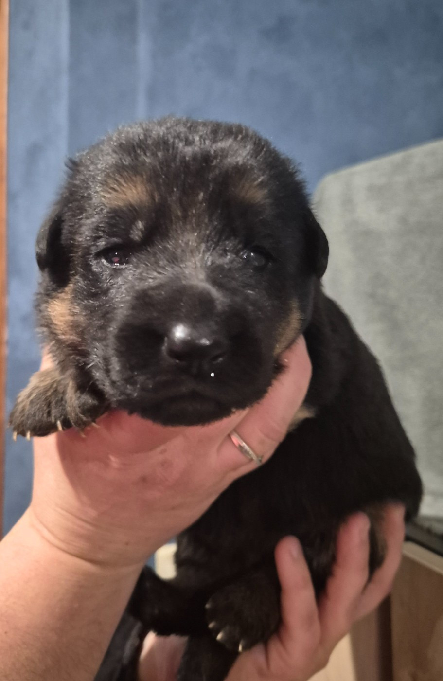 de la Saviotine - Chiots disponibles - Berger Allemand