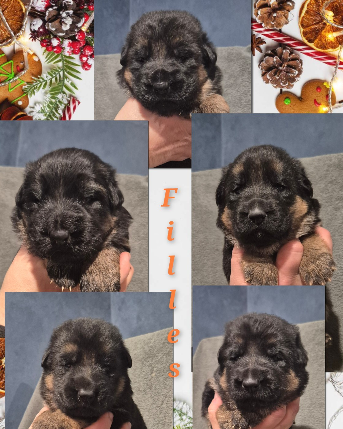de la Saviotine - Chiots disponibles - Berger Allemand