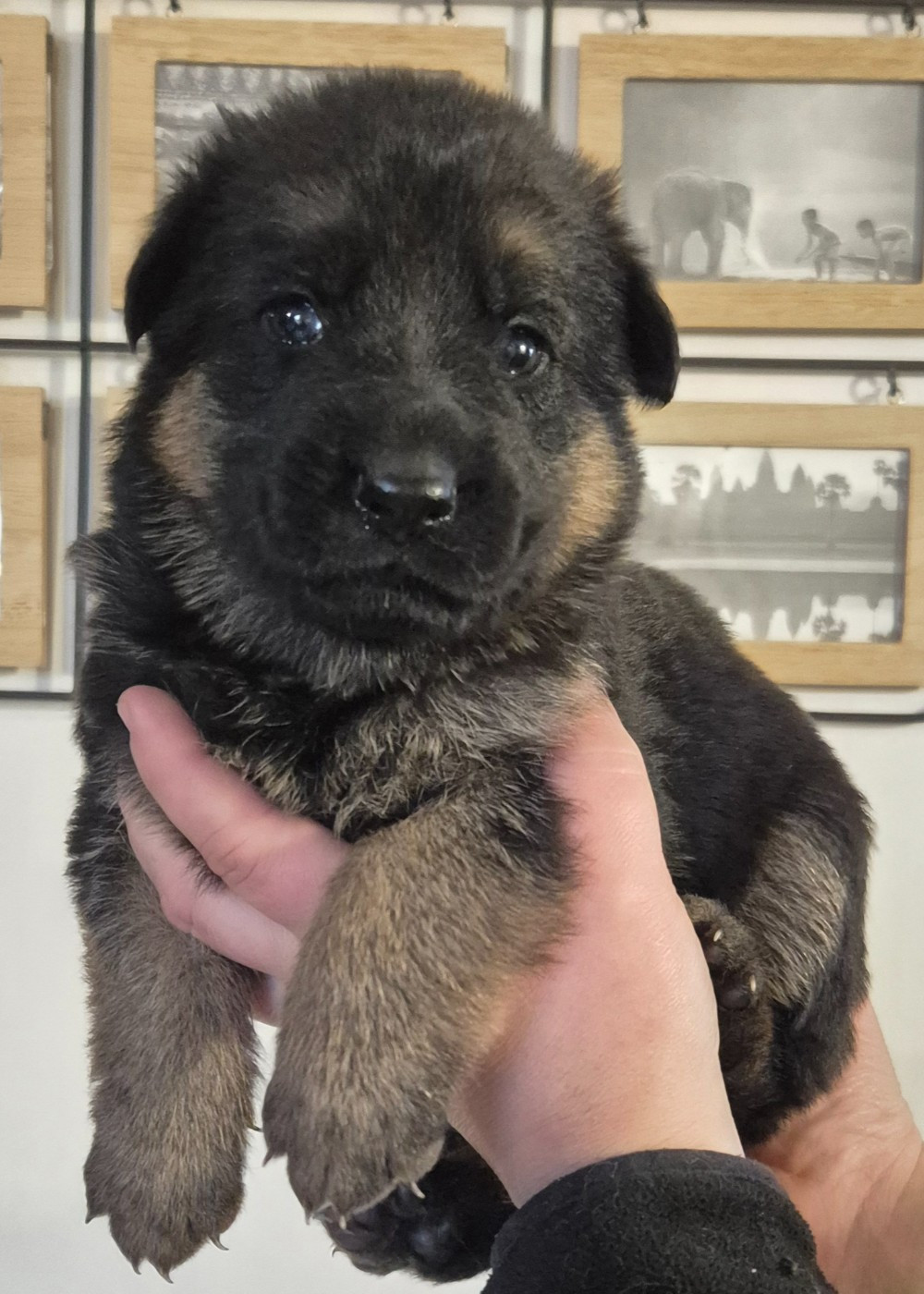 de la Saviotine - Chiots disponibles - Berger Allemand
