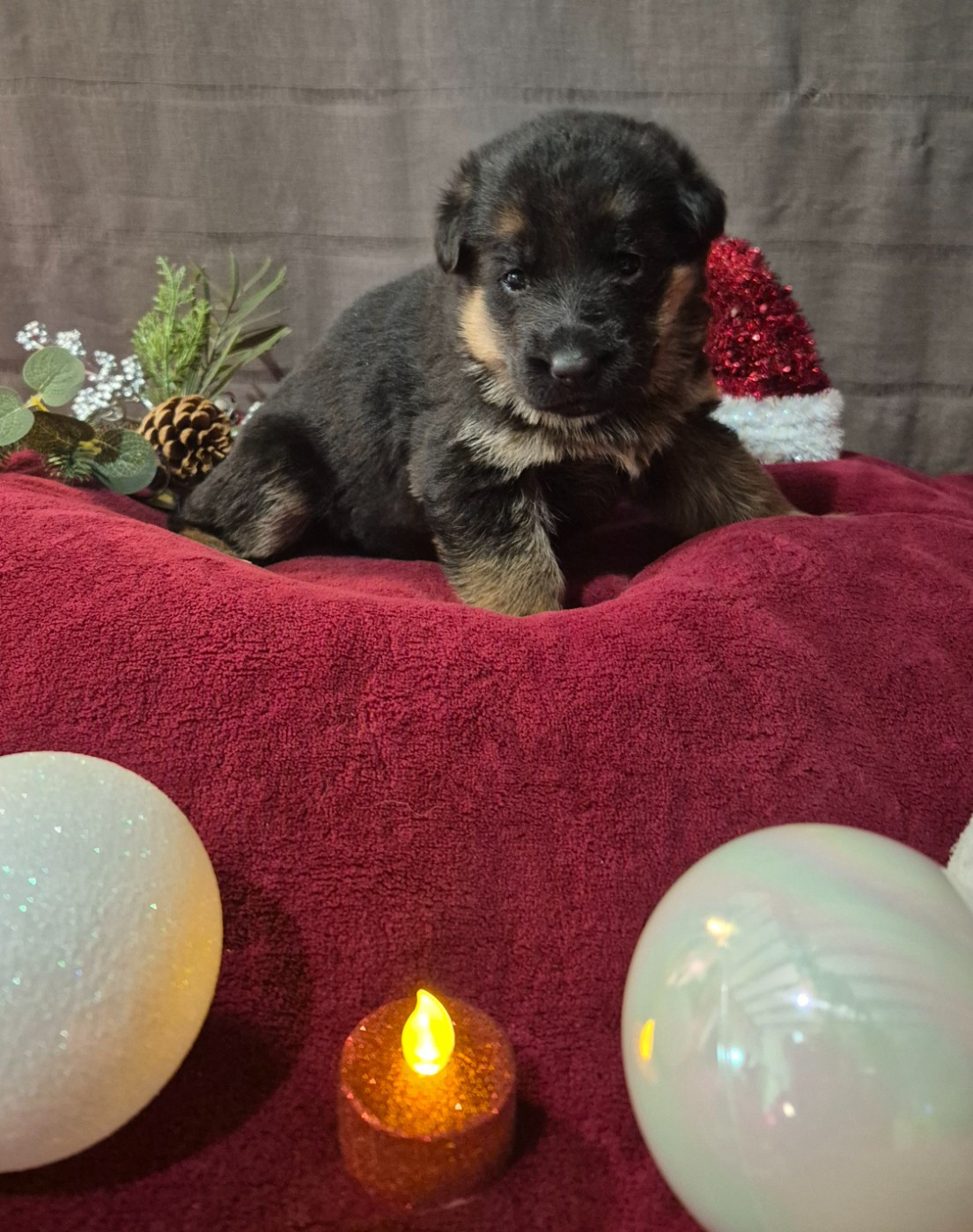 de la Saviotine - Chiots disponibles - Berger Allemand