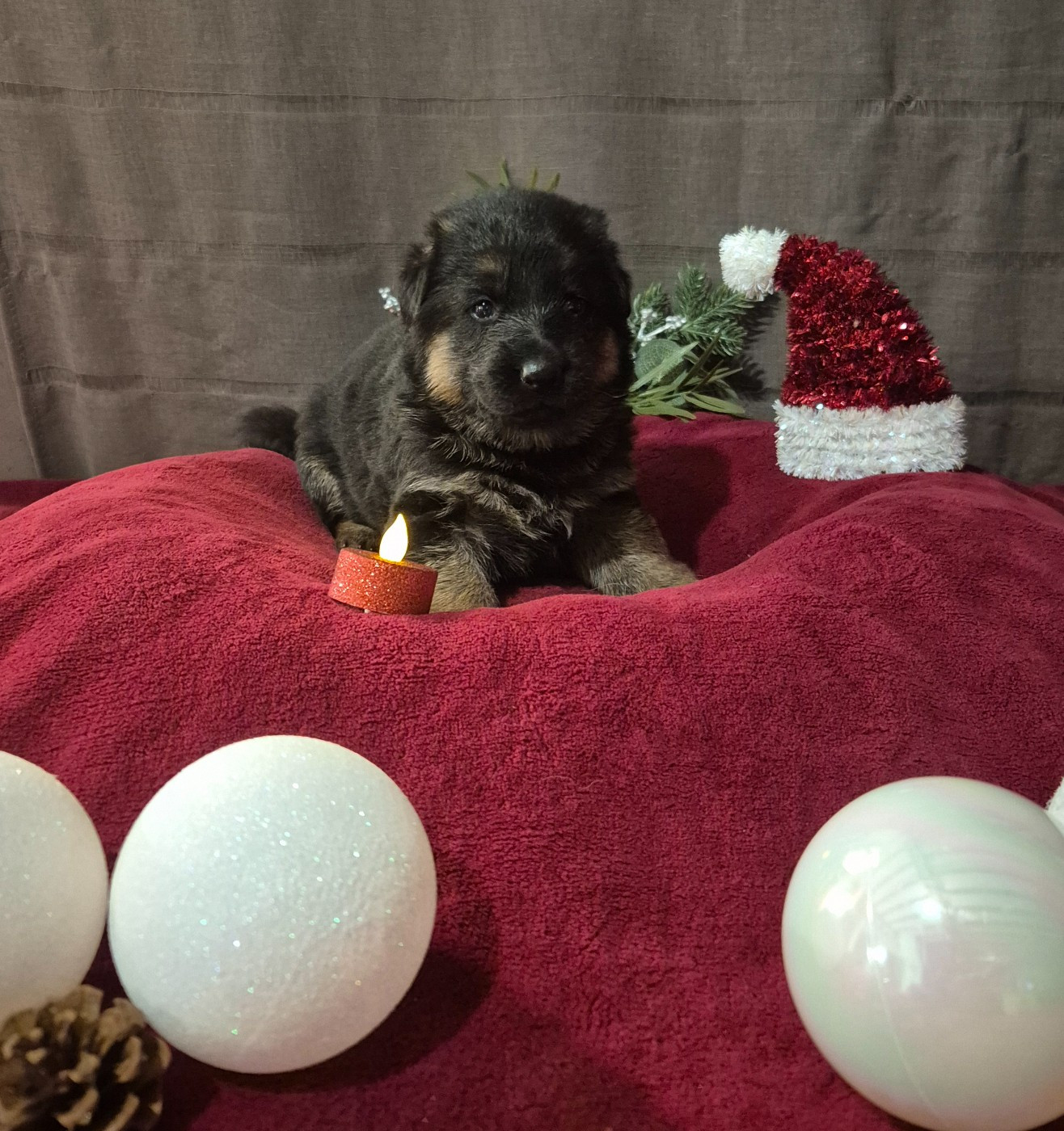 de la Saviotine - Chiots disponibles - Berger Allemand