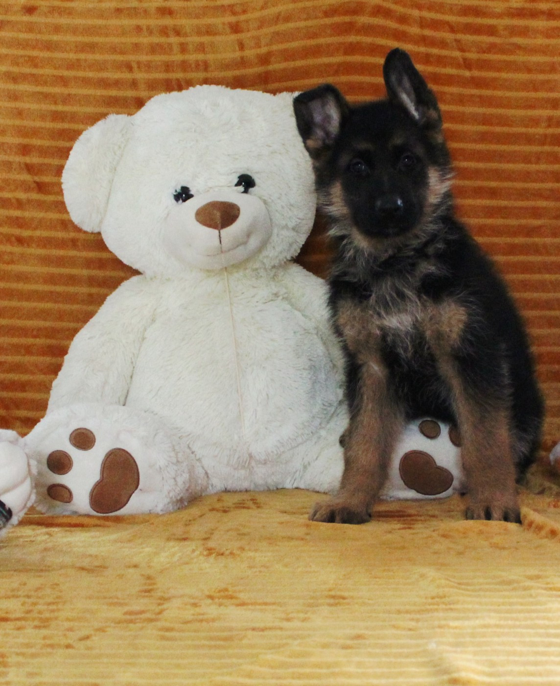 de la Saviotine - Chiots disponibles - Berger Allemand