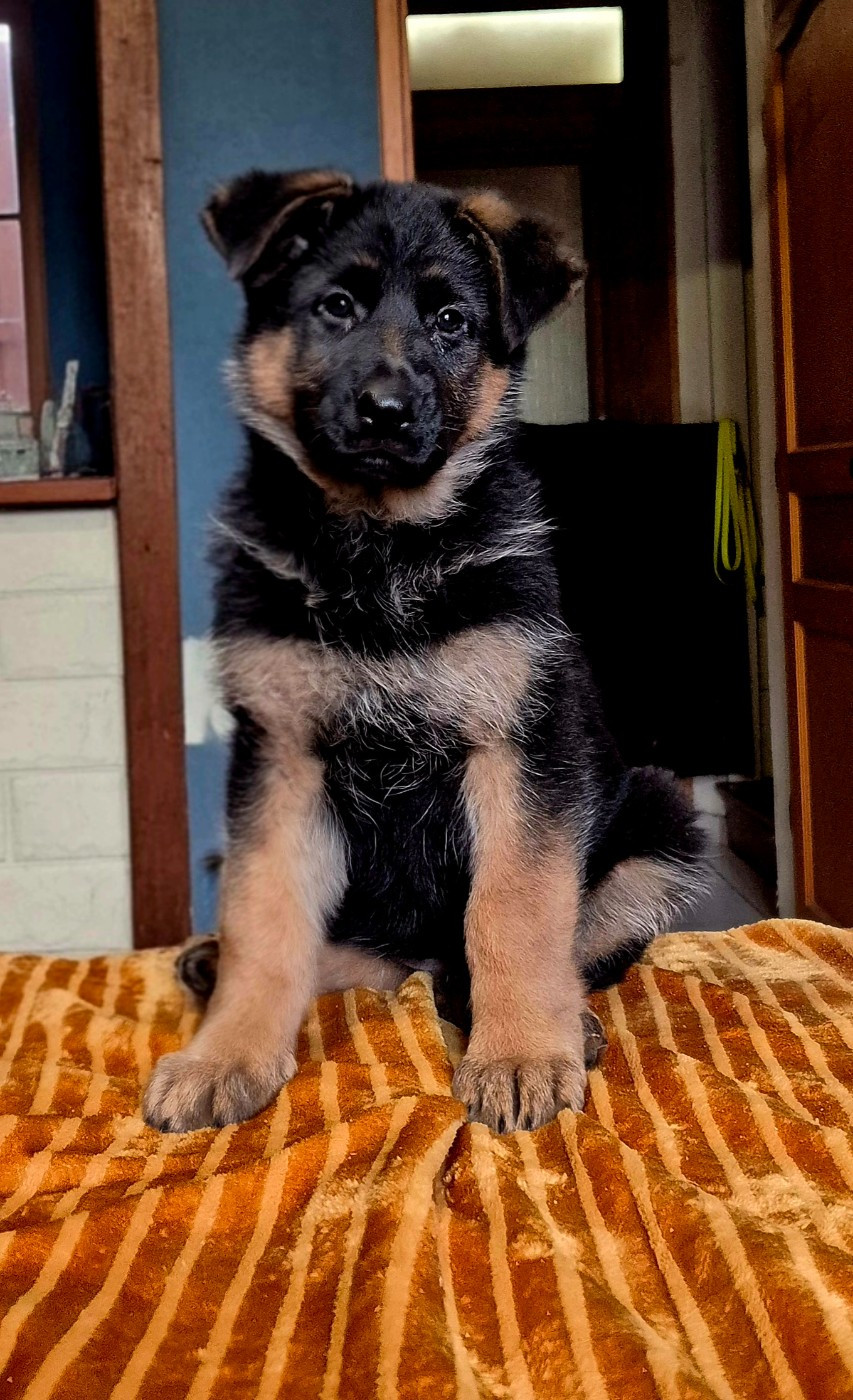 de la Saviotine - Chiots disponibles - Berger Allemand