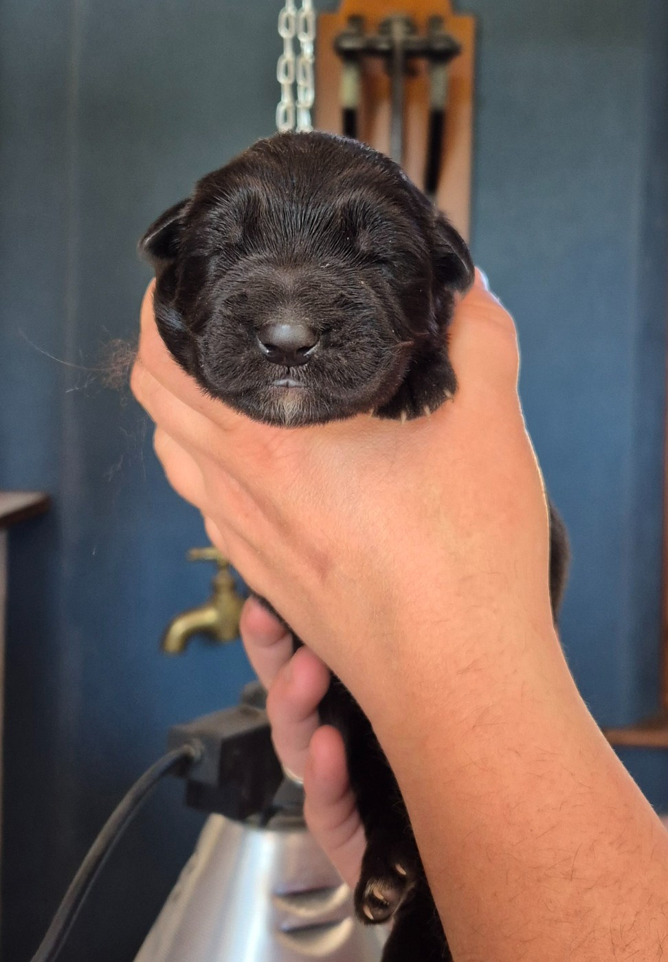de la Saviotine - Chiots disponibles - Berger Allemand Poil Long