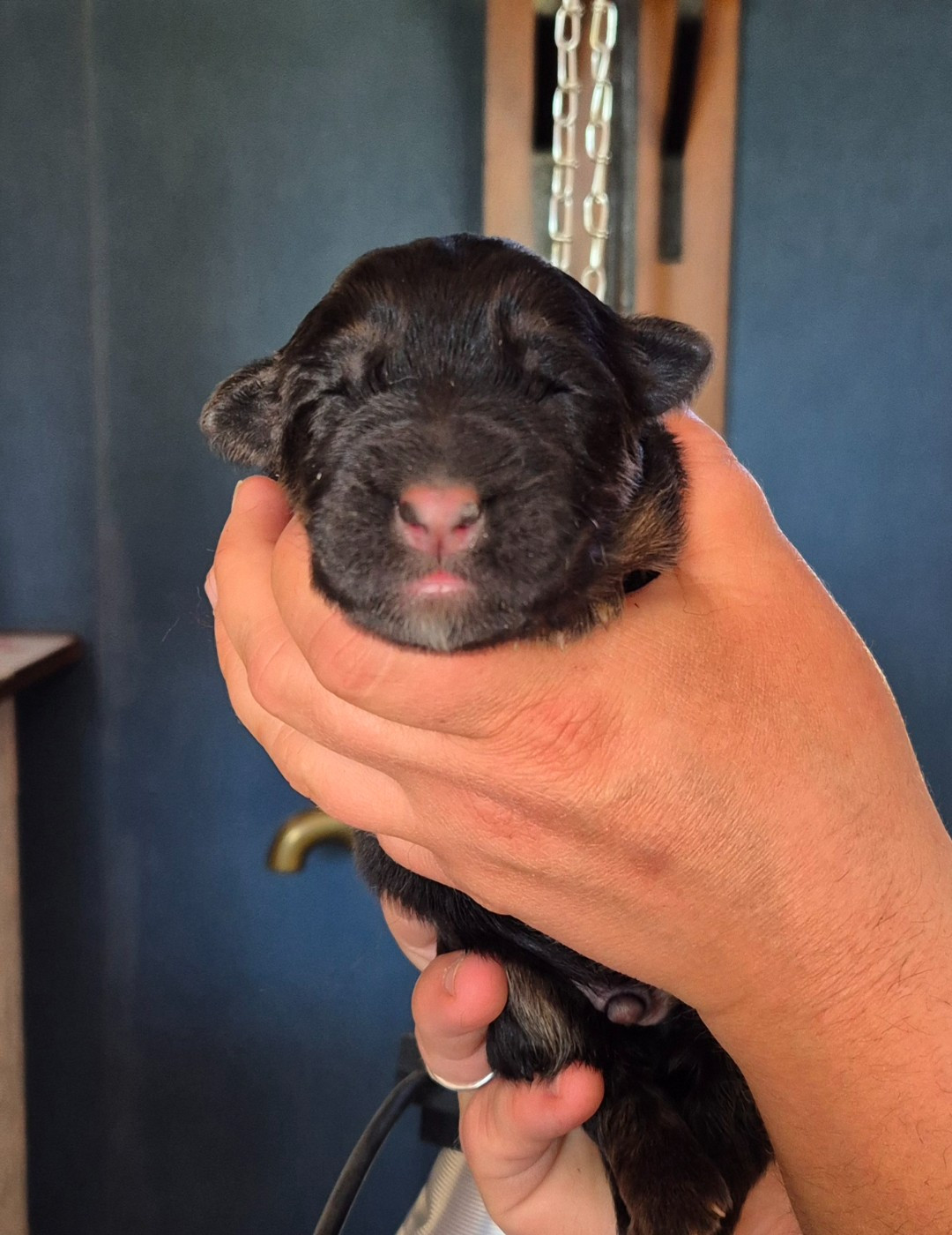 de la Saviotine - Chiots disponibles - Berger Allemand Poil Long