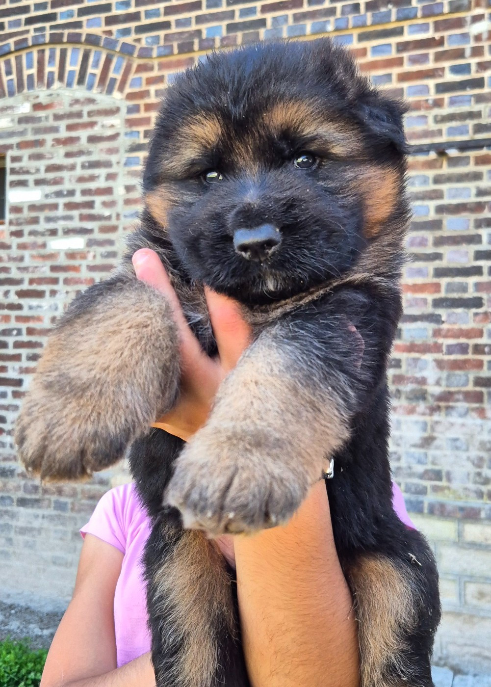 de la Saviotine - Chiots disponibles - Berger Allemand Poil Long