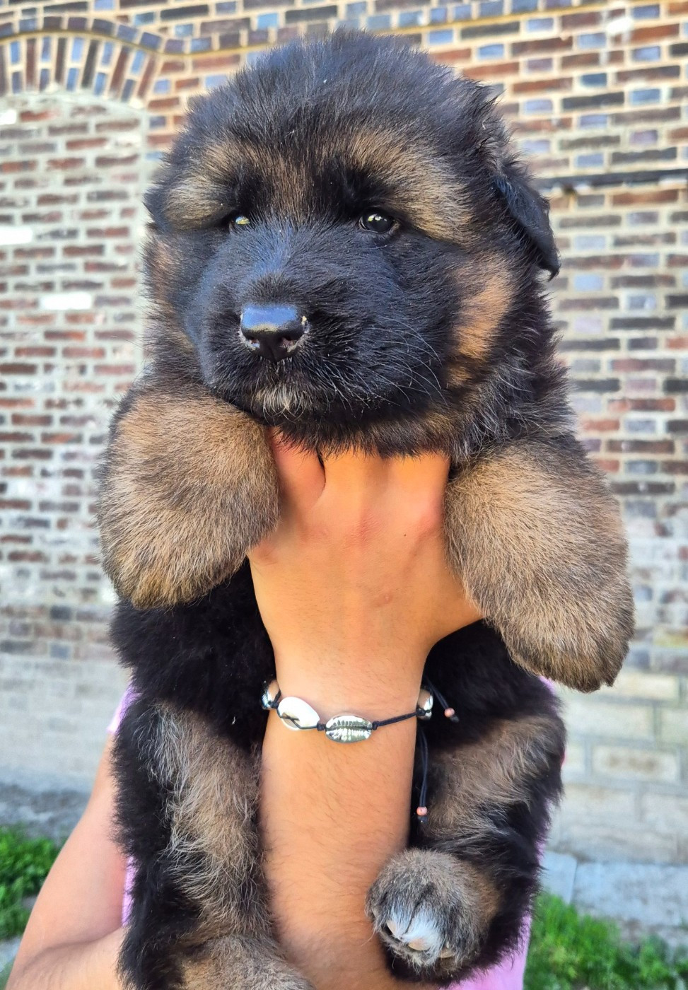 de la Saviotine - Chiots disponibles - Berger Allemand Poil Long