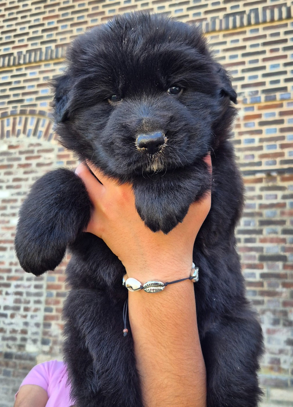 de la Saviotine - Chiots disponibles - Berger Allemand Poil Long