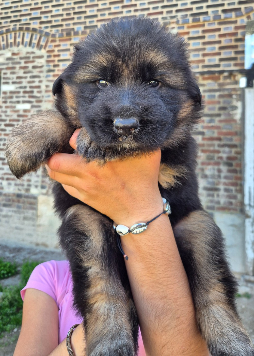 de la Saviotine - Chiots disponibles - Berger Allemand Poil Long