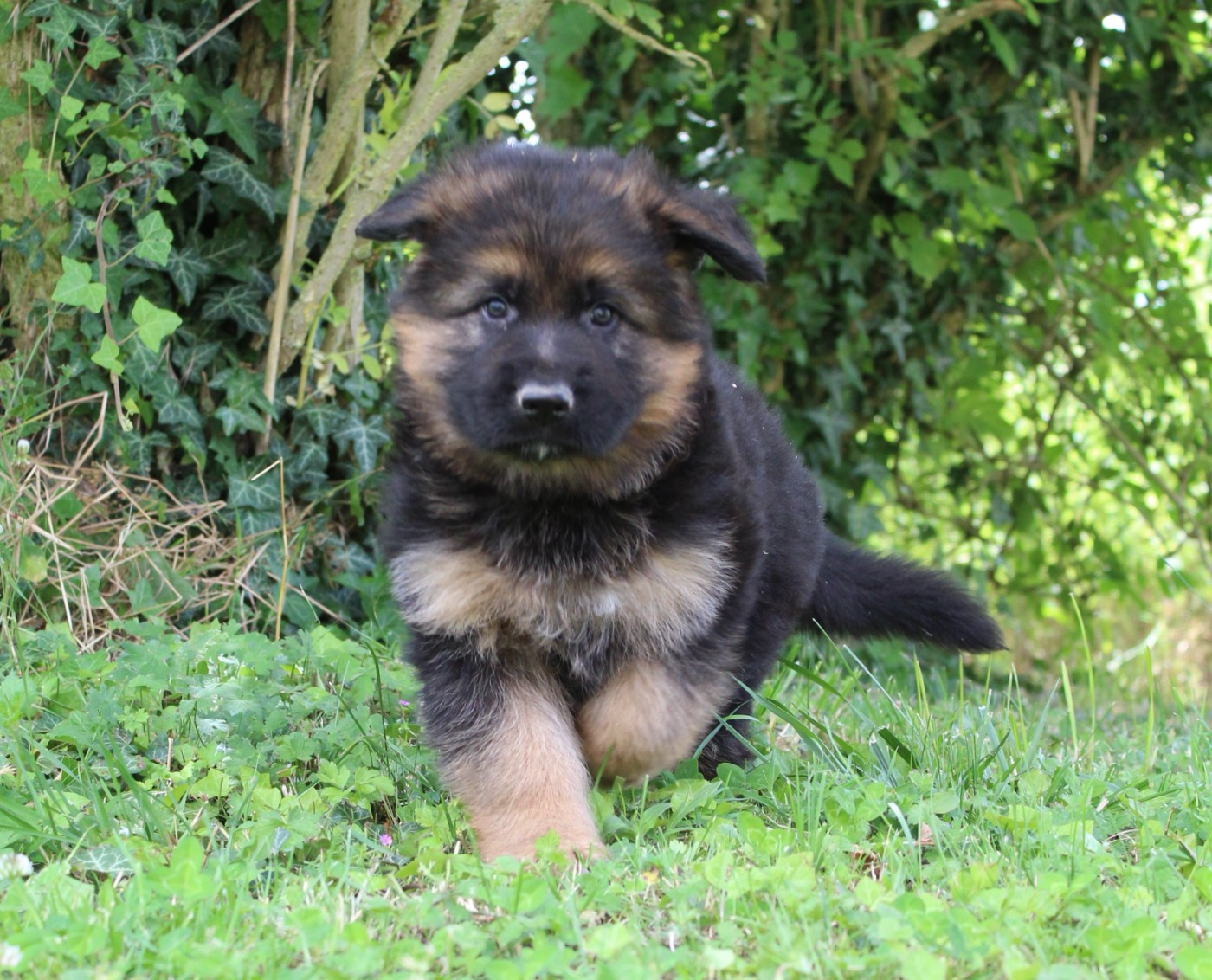 de la Saviotine - Chiots disponibles - Berger Allemand Poil Long