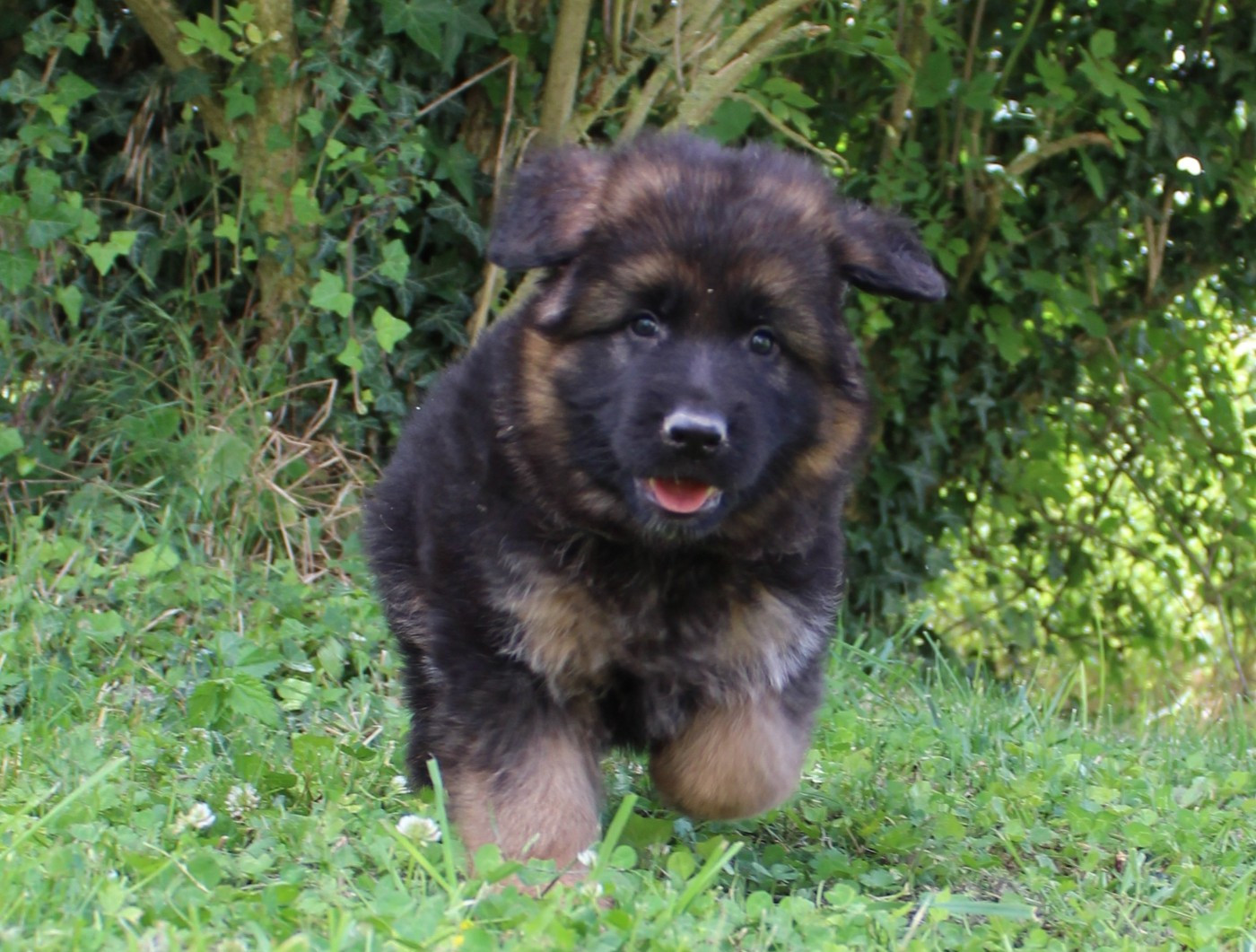 de la Saviotine - Chiots disponibles - Berger Allemand Poil Long