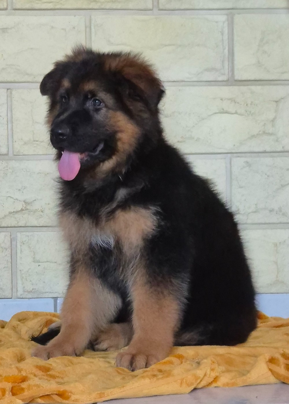 de la Saviotine - Chiots disponibles - Berger Allemand Poil Long