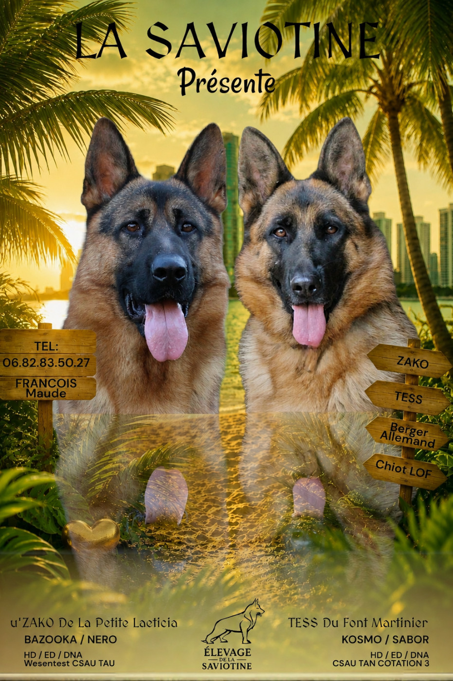 Chiot Berger Allemand de la Saviotine