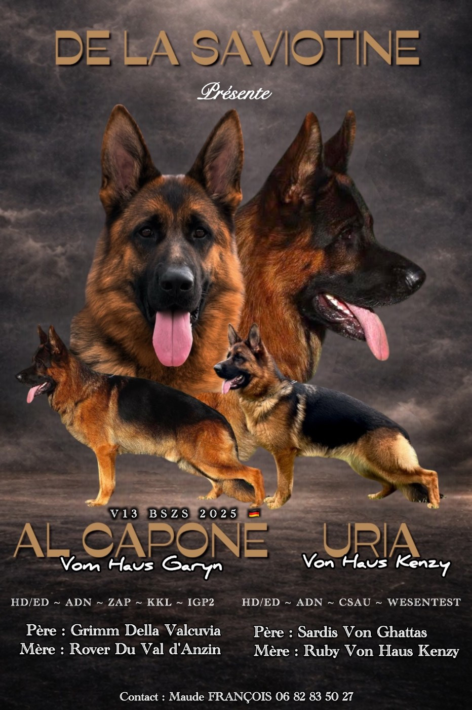 Chiot Berger Allemand de la Saviotine