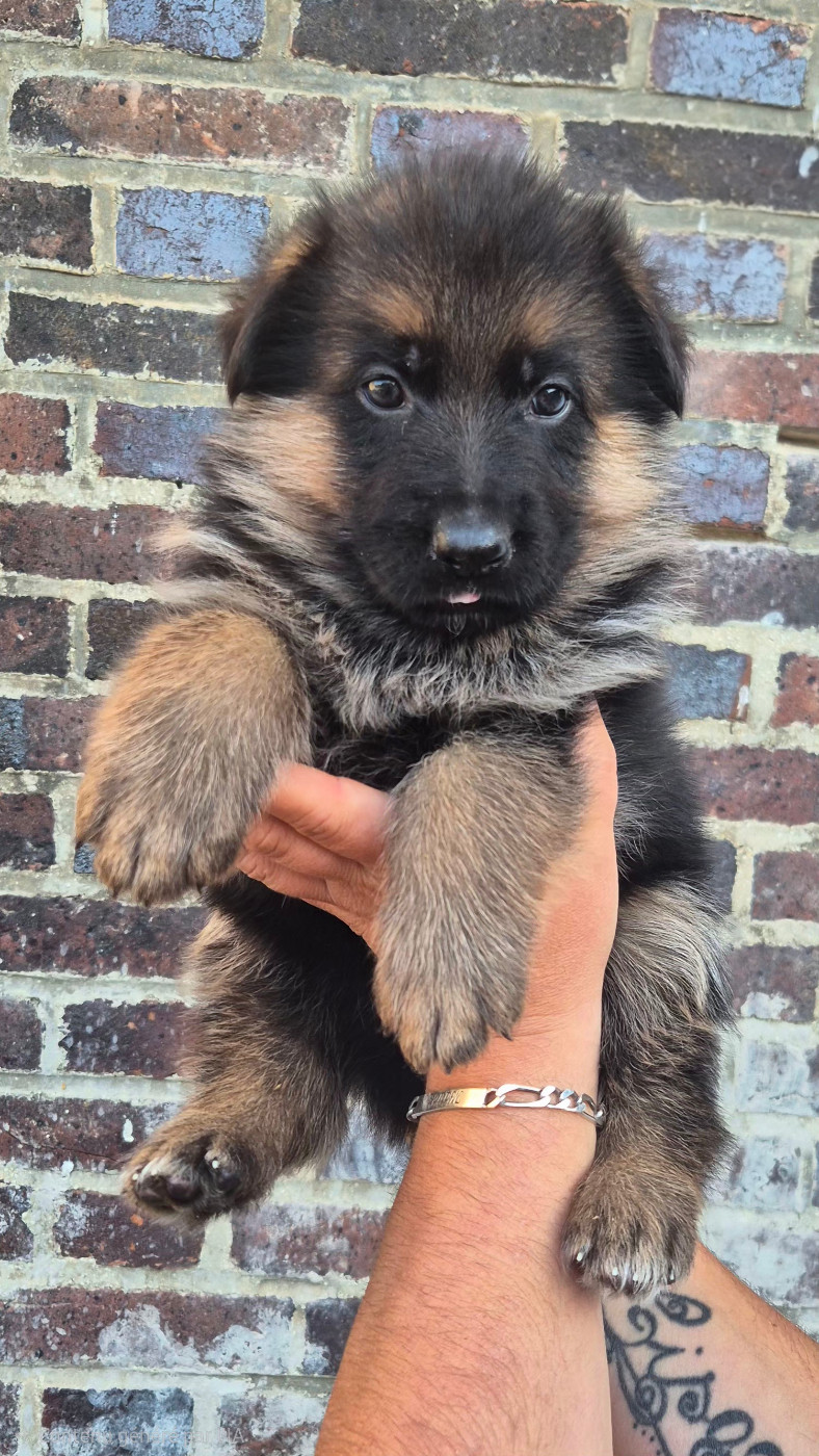 de la Saviotine - Chiots disponibles - Berger Allemand