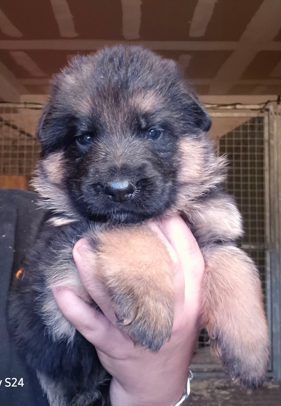 de la Saviotine - Chiots disponibles - Berger Allemand