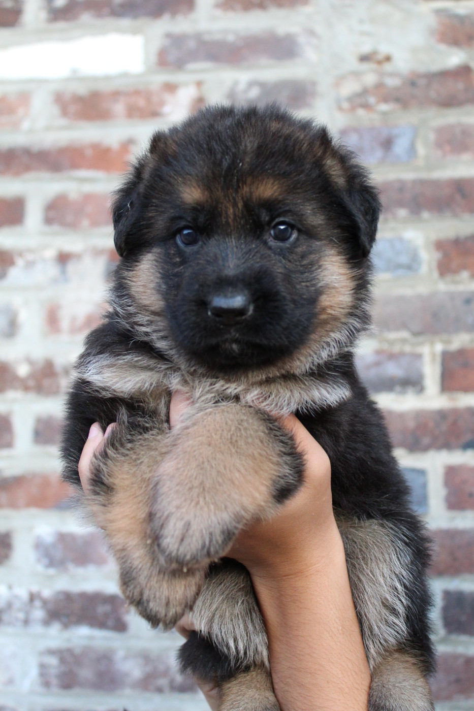 de la Saviotine - Chiots disponibles - Berger Allemand