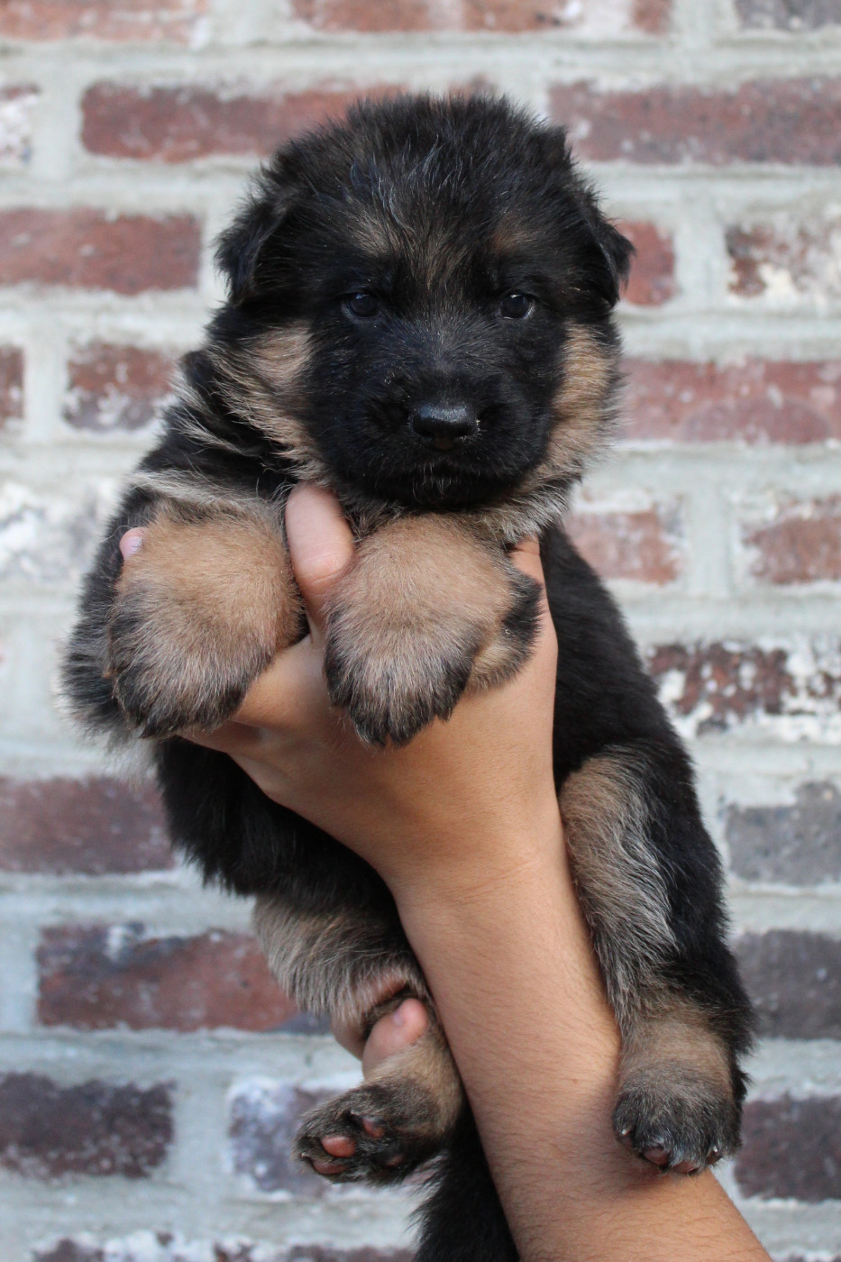 de la Saviotine - Chiots disponibles - Berger Allemand