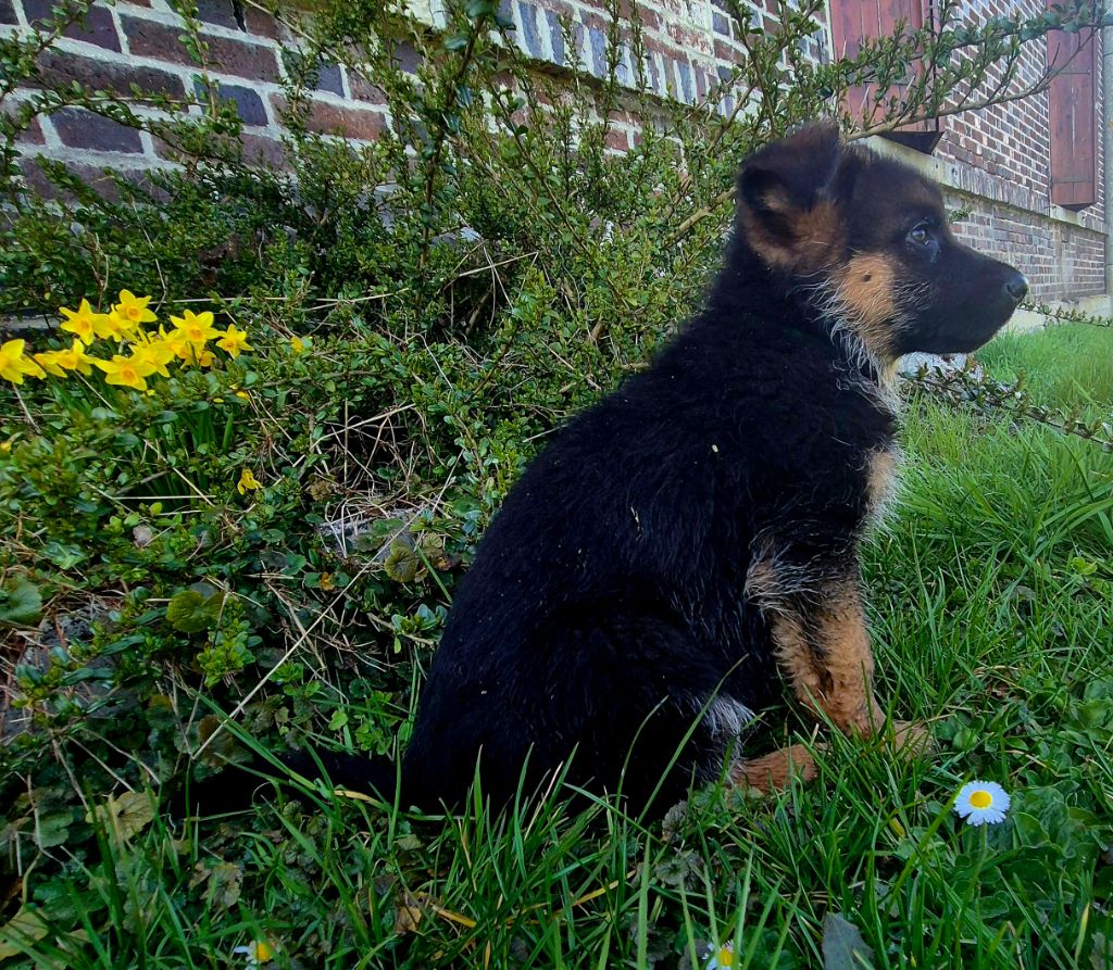 de la Saviotine - Chiots disponibles - Berger Allemand