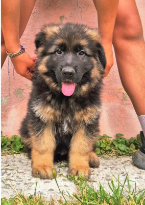 CHIOT 4