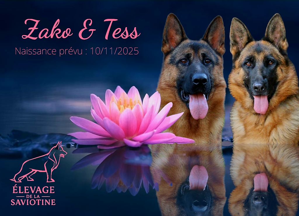 Chiot Berger Allemand de la Saviotine