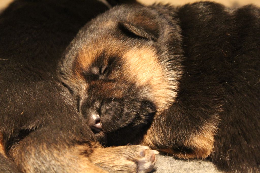 de la Saviotine - Chiots disponibles - Berger Allemand