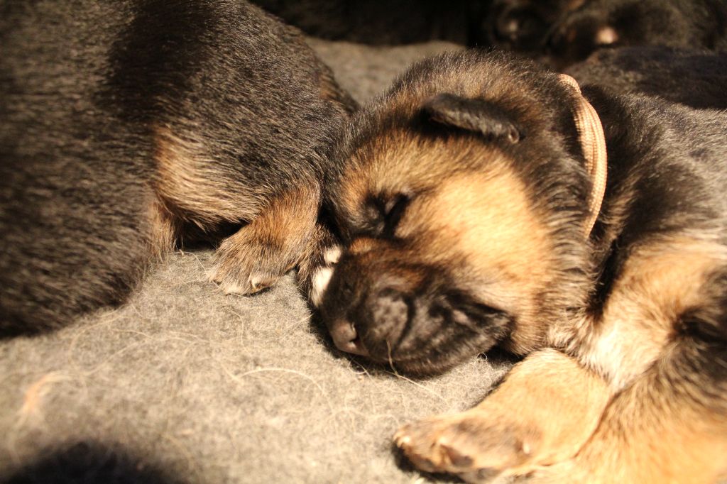 de la Saviotine - Chiots disponibles - Berger Allemand